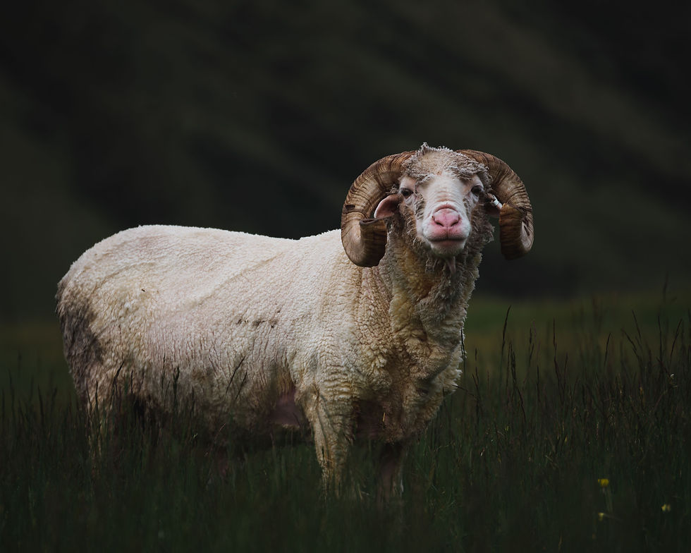 pexels-wardmediauk-3384229.jpg