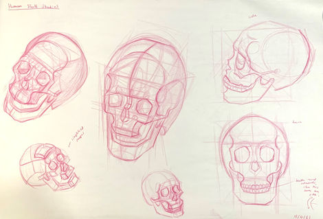 Human Skull Studies