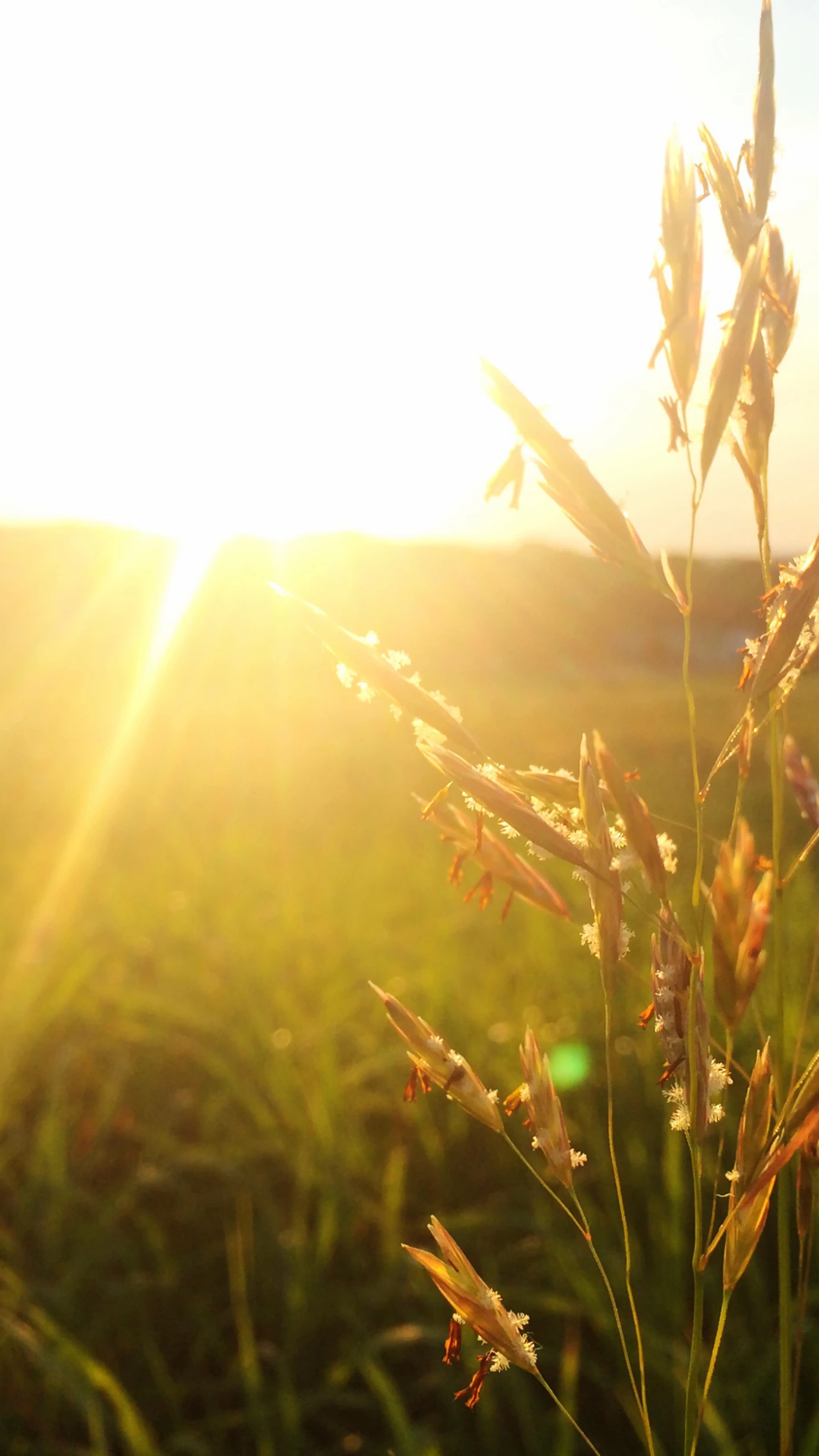 sunset gardens assisted living on Gasconade Assisted Living