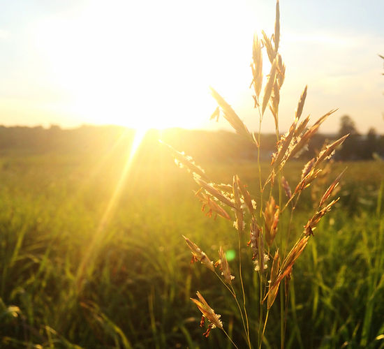 Sunrise