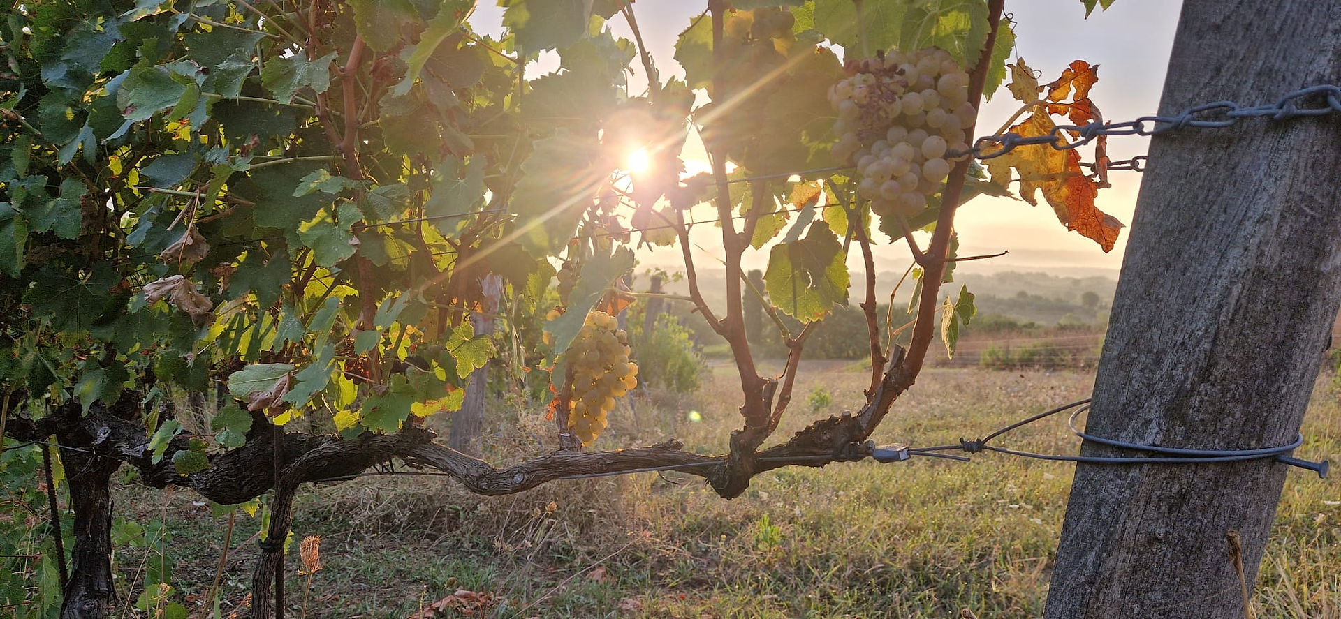 Sunrise over the vineyards at Villa Le Buche Wine Estate in Tuscany
