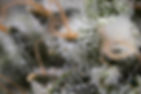 home banner.jpg