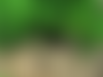 Benefits of Shatavari (Asparagus racemosus) Considered Woman's Herb