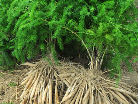 Benefits of Shatavari (Asparagus racemosus) Considered Woman's Herb