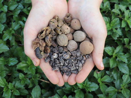 The power of Natural Herbs:Benefits of Triphala and Guggulu for your health.