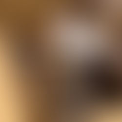 💔 Ausgesetzt im Karton – Rettung in letzter Minute für eine Katzenmama und ihre Babys