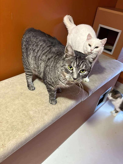 WhatsApp Image 2025-12-27 at 12.39.59 (2).jpeg