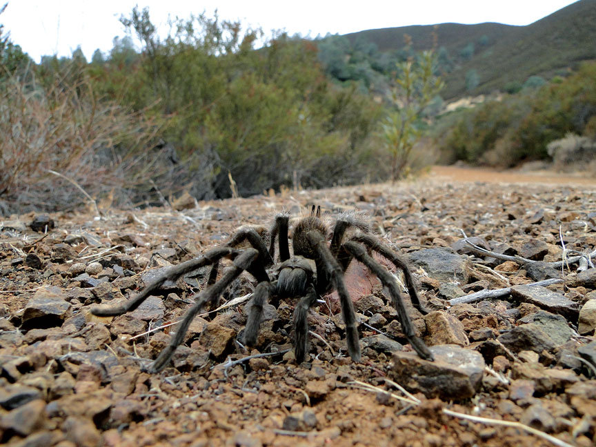 Tarantula Trek | mdia