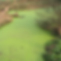River_algae_Sichuan.jpeg