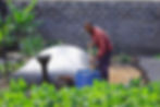 Farmer feeding organic waste into a HomeBiogas system in a garden to produce clean cooking gas and organic fertilizer.