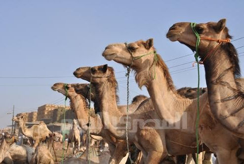 Tie Your Camel