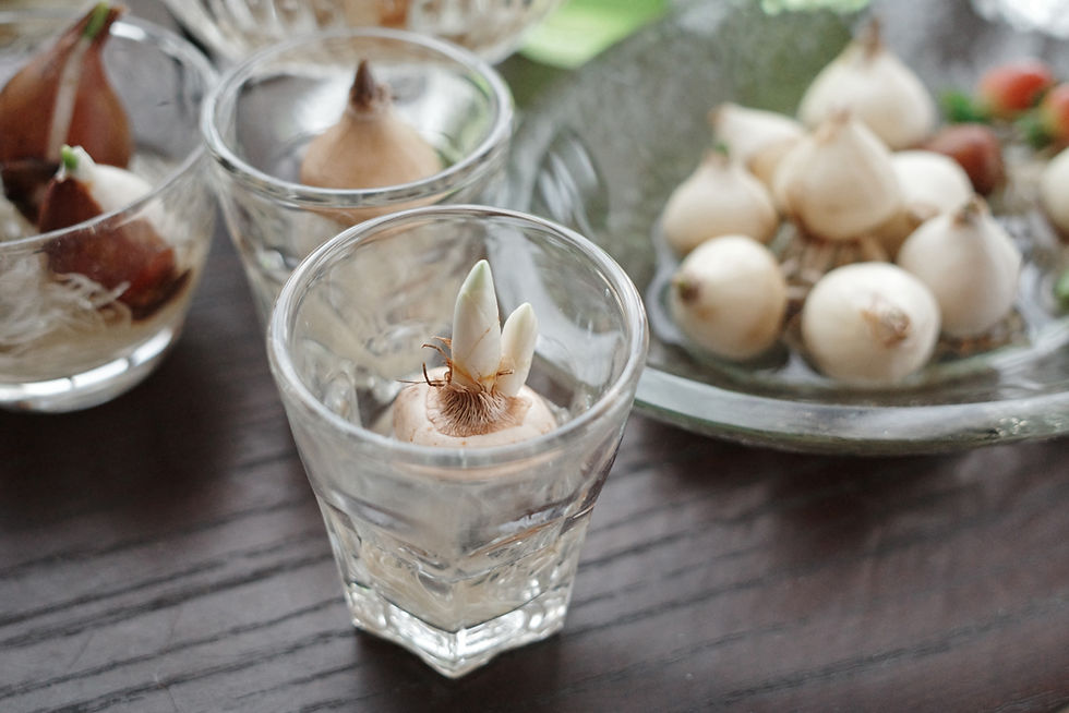 手前はクロッカス