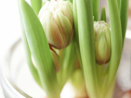 原種チューリップ サマンサ