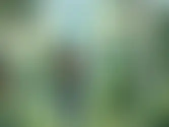 What's the Wi-Fi Password for These Woods?