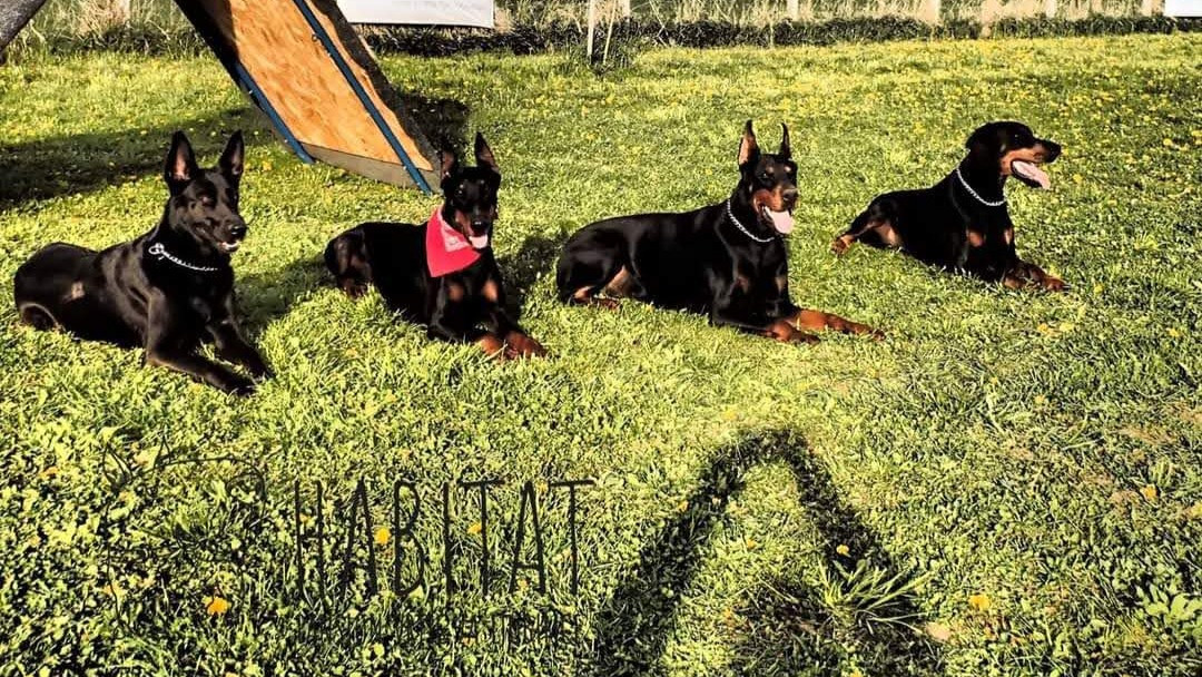 Tečaj za pse Habitat Hotel za pse