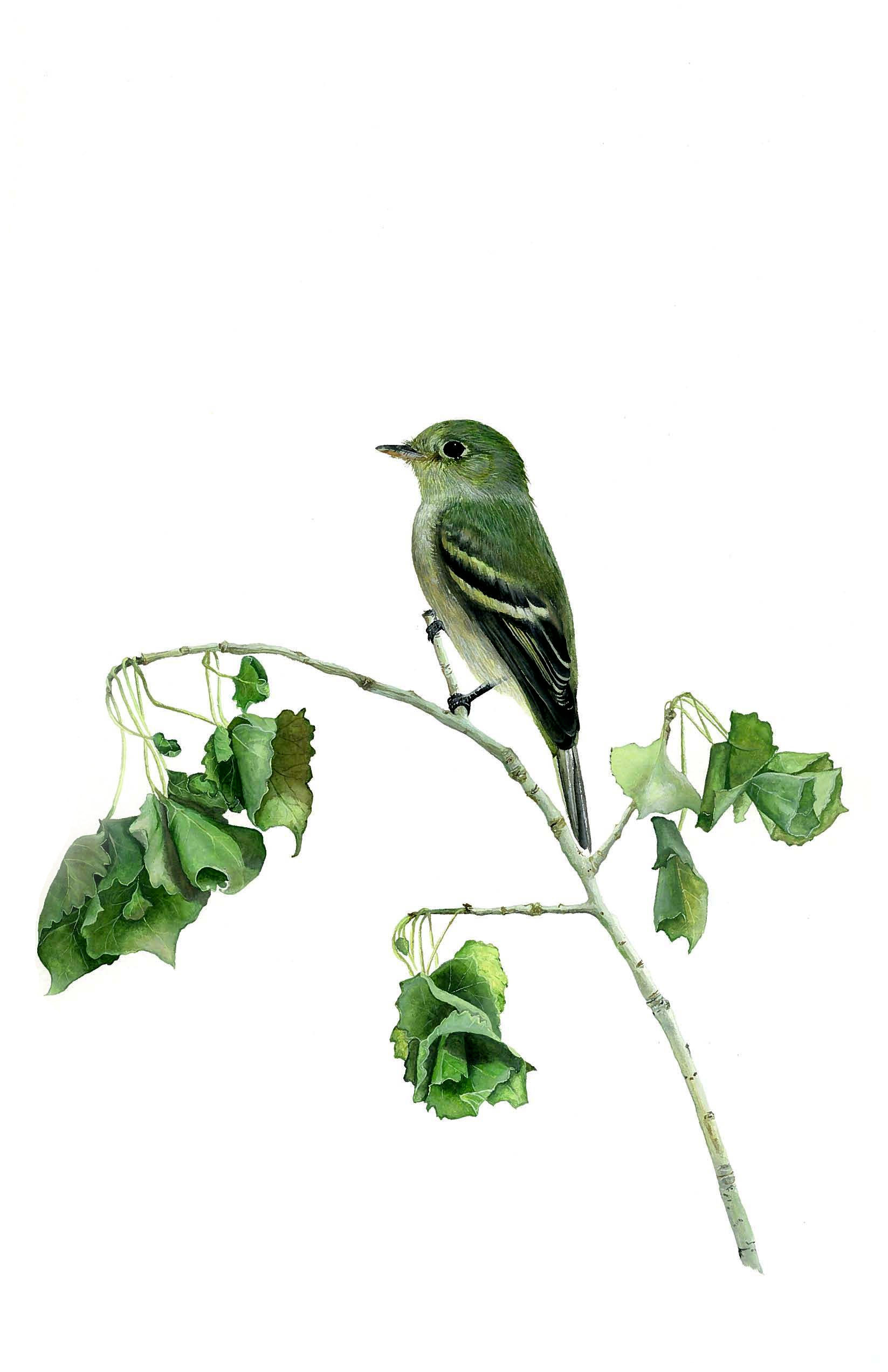 Pacific-slope Flycatcher