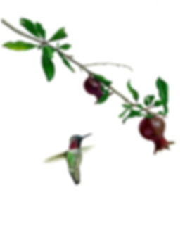 Anna's with Pomegranates