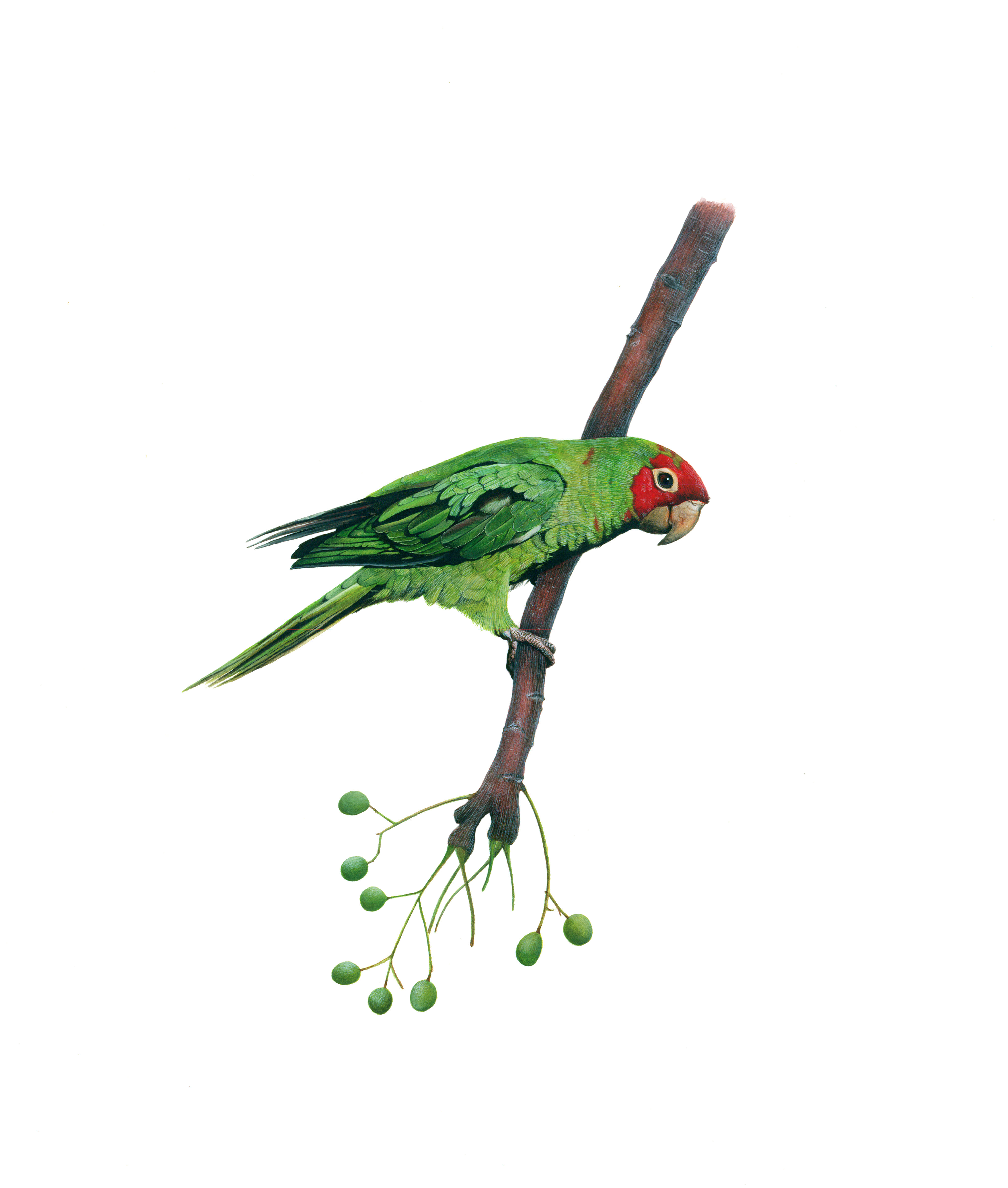 Cherry-headed Parrot