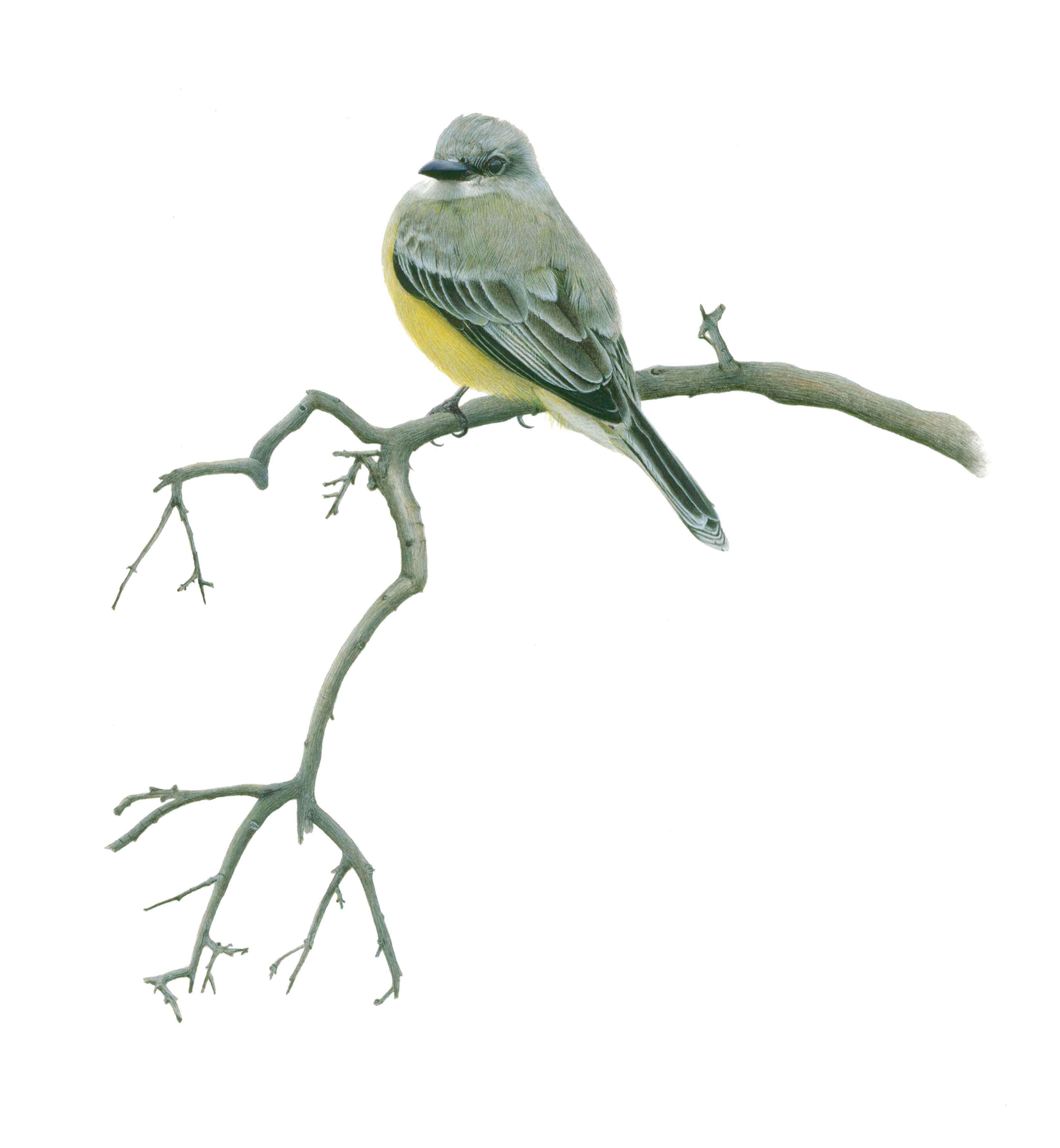 Kingbird