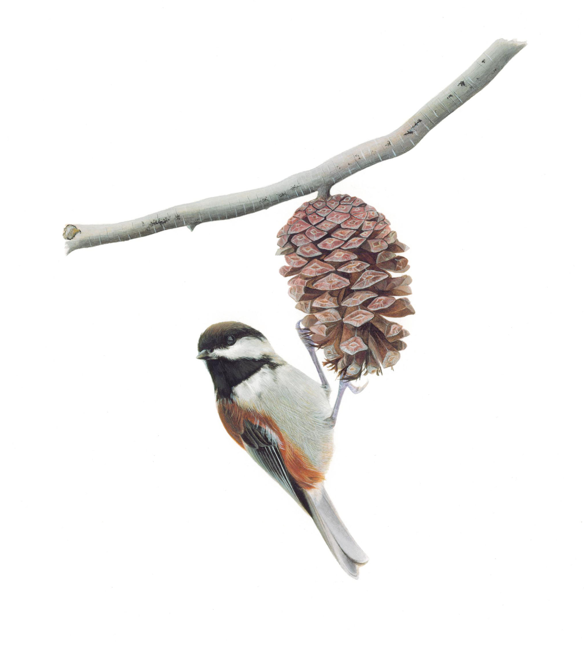 Chestnut-backed Chickadee