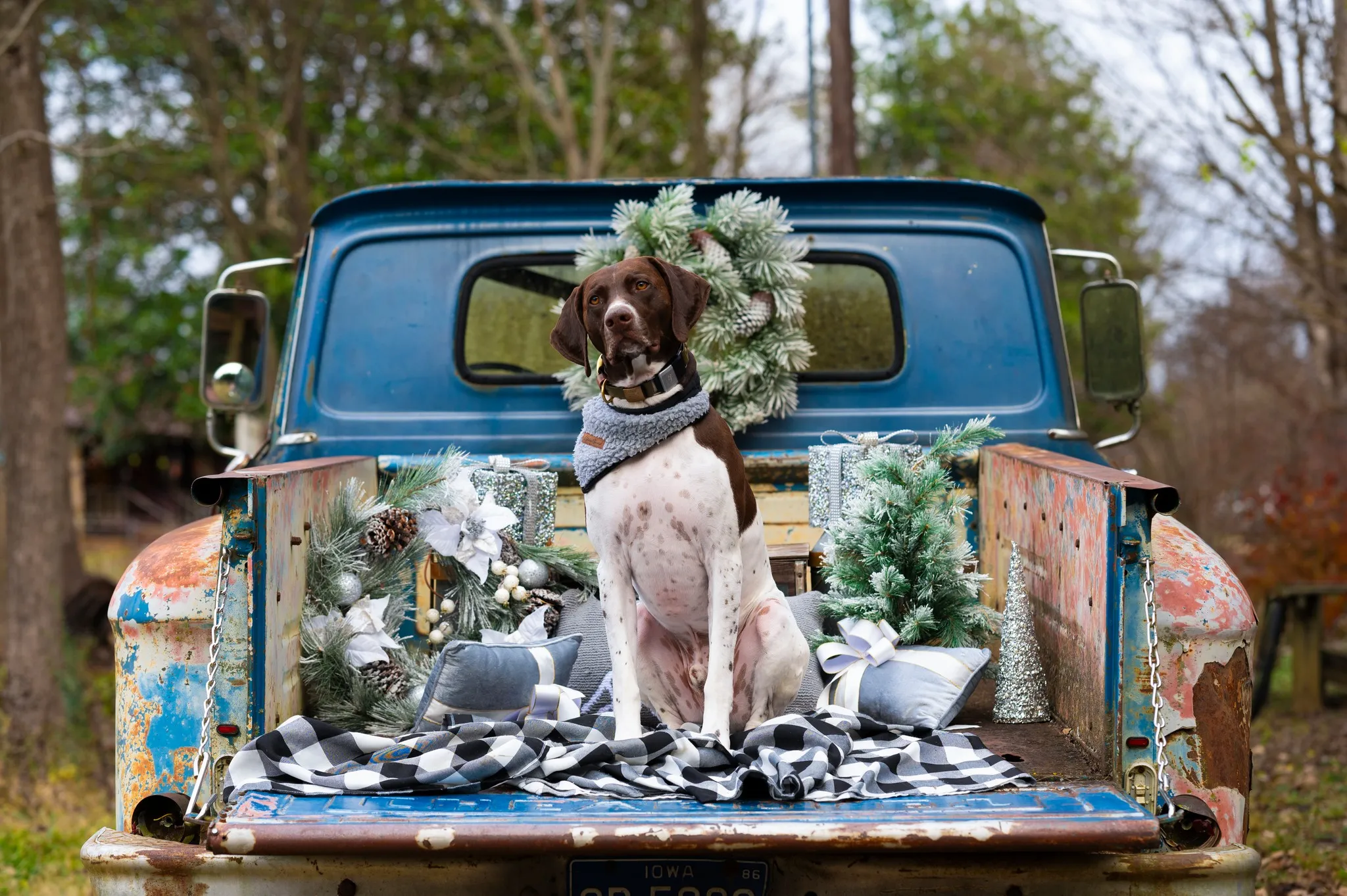 Dog seated in the back of a vintage truck at Christmas time in Murfreesboro TN