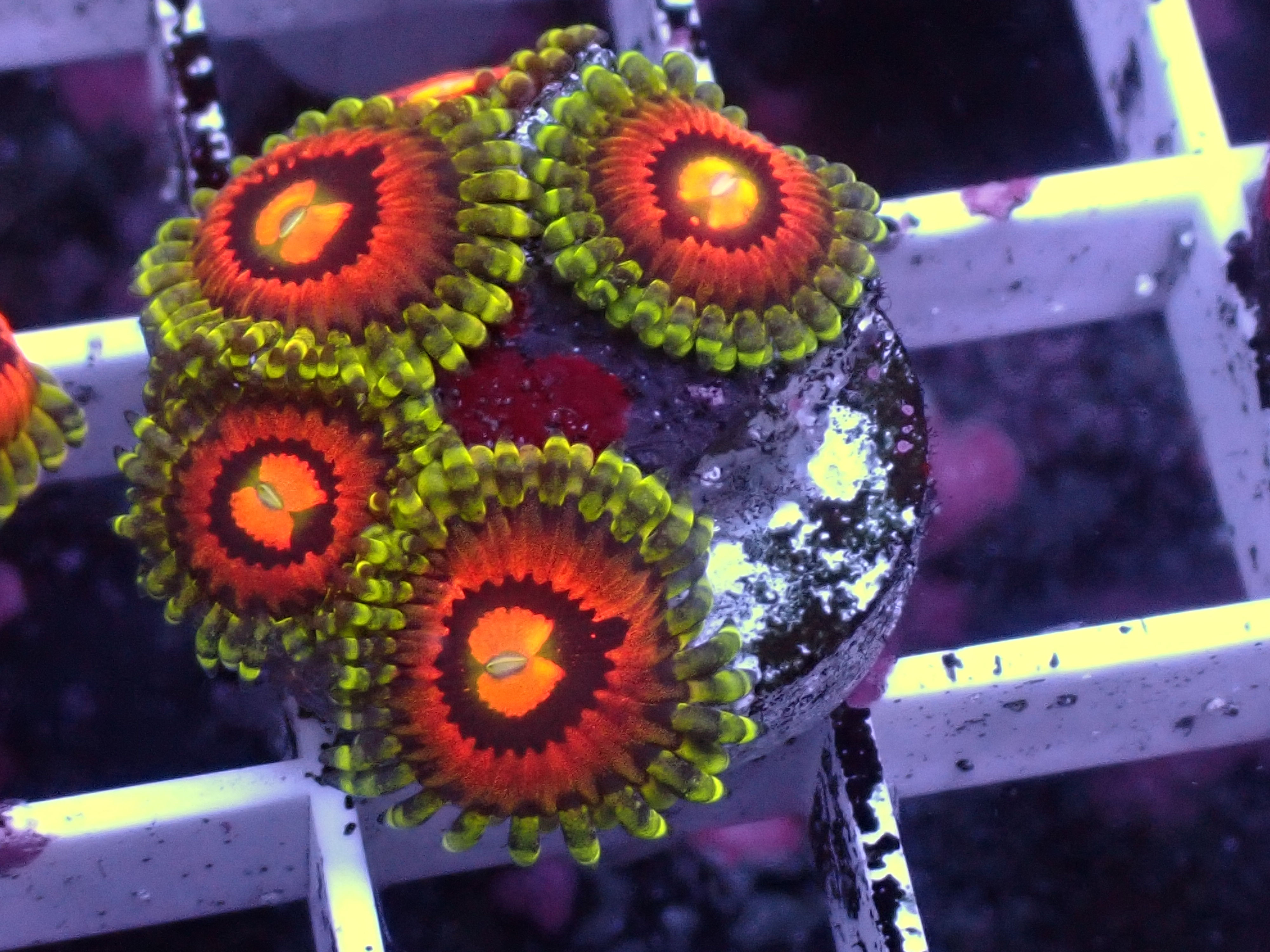 WYSIWYG Rainbow Incinerators