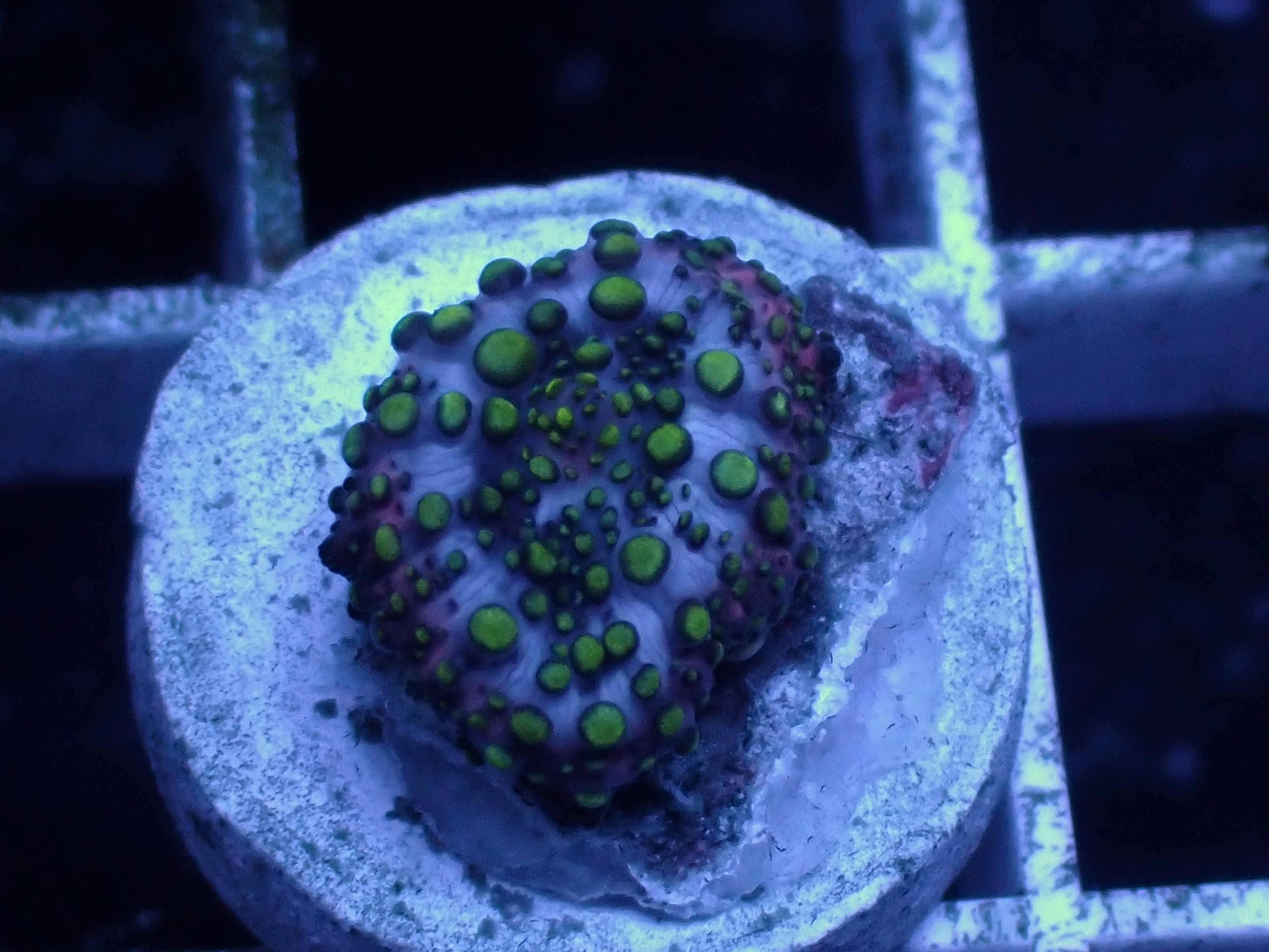 Pimple Discosoma Mushroom