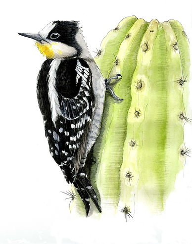 pic des cactus.jpg