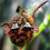 Thumbnail: Facemask:  One with Nature
