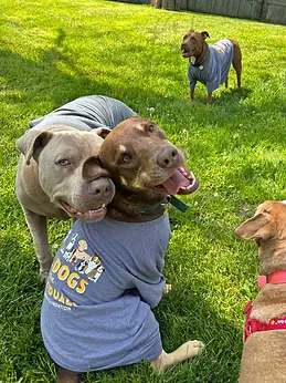 pitbull aff.webp
