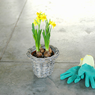 Daffodil Bulbs