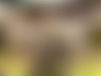 Cannabis Pattaya With New Strain From Pattaya Weed Fast 2025 Update!!!