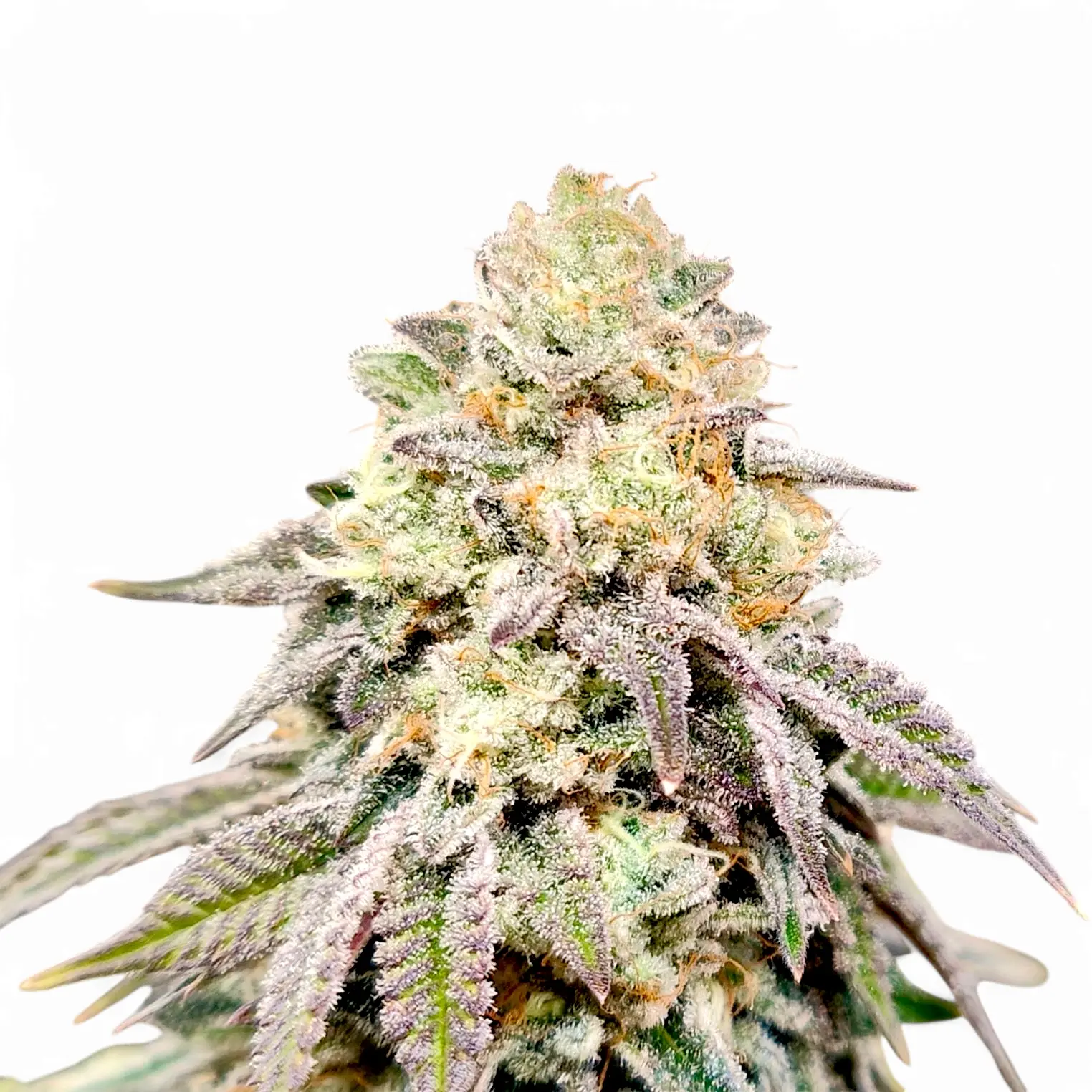 Clone Cutting Dior Runtz S1