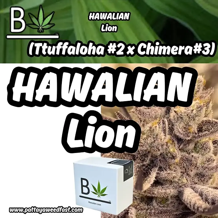 Hawaiian Lion Beleaf genetics