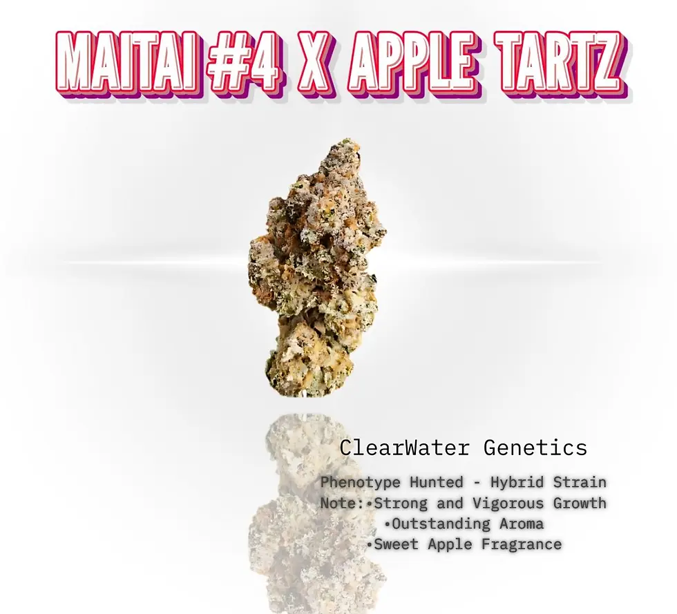 ภาพขนาดย่อ: Clone / Cutting MAITAi#4 x Apple Tartz 