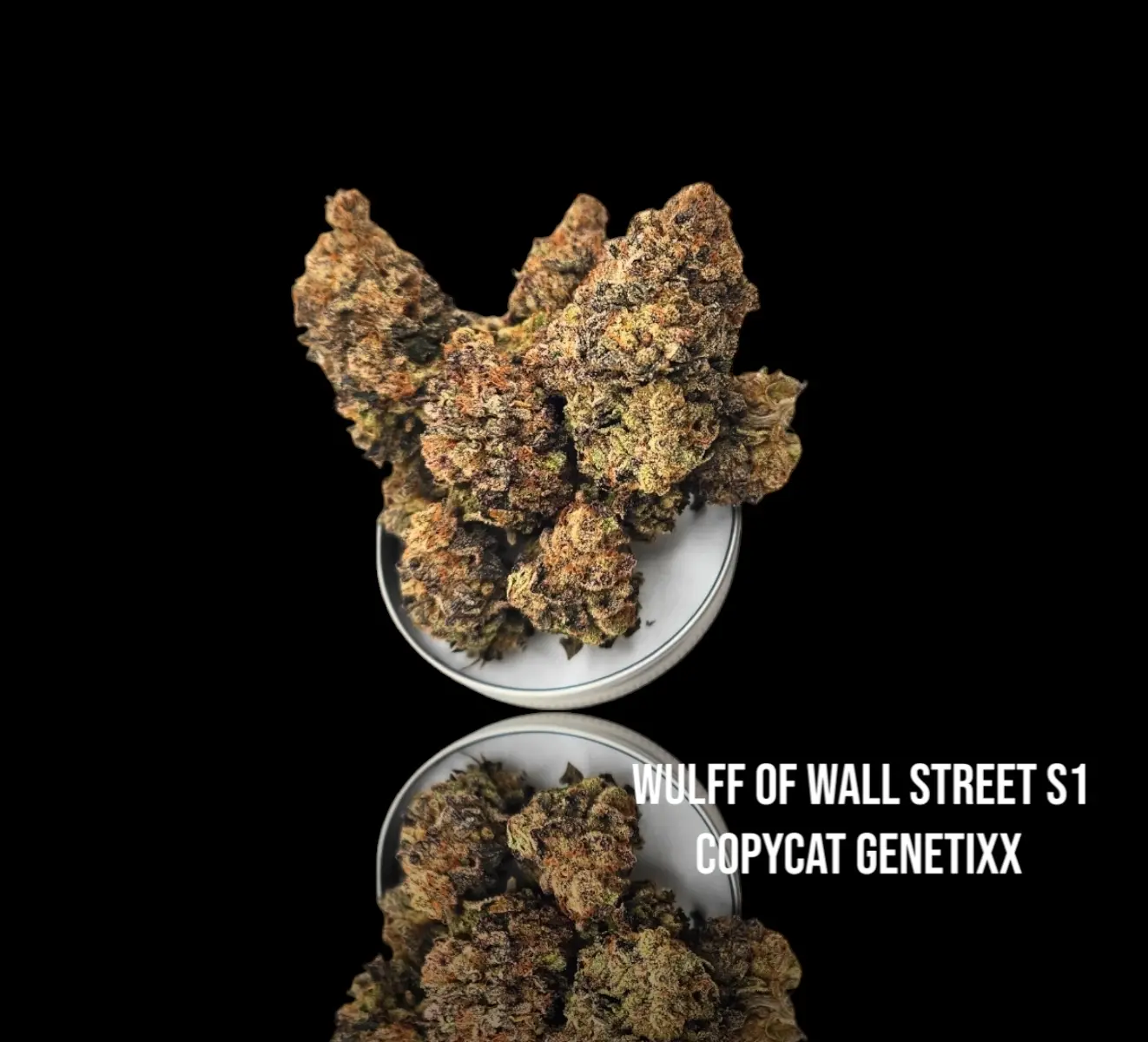 Wulff of wall Street S1 Limited edition 