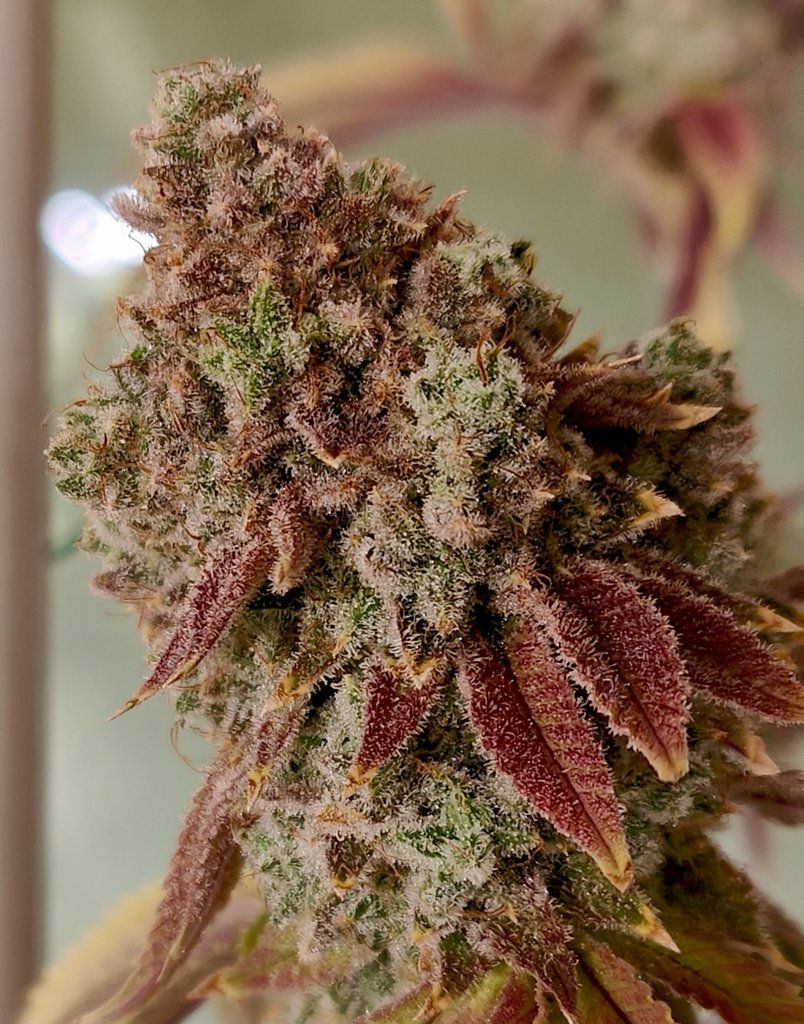 New Hybrid limited edition seeds X Diosz reversal