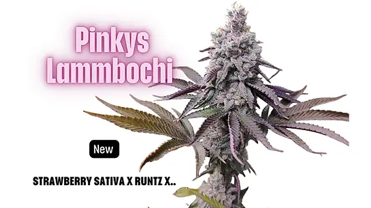 Strawberry Sativa X Runtz x Unknown 
Pinky-Lammbochi: A New Cannabis Strain from Weedfast Genetics IntroductionPinky-Lammbochi is a hybrid cannabis strain developed by pattayaweedfast Genetics. It has quickly gained popularity in Thailand's cannabis scene, especially in Pattaya. With its sweet aroma and uplifting effects, this strain appeals to both recreational users and those seeking medical benefits.Genetics and Terpenes Genetics
•Strain Name: Pinky-Lammbochi
•Developer: pattayaweedfast Genetics
•Parent Strains: Strawberry Sativa, Chemdog, RuntzTerpenes
•Strawberry: Offers a fresh, sweet scent
•Light Grape Candy: Adds sweetness and fruity aroma
•Natural Gas: Complements with a deep and complex scentGrowth CharacteristicsGrowth FeaturesPinky-Lammbogene exhibits excellent growth capabilities and adaptability:
•Genetic Perfection: Thrives in all conditions
•Vegetative Stage: Suitable for ScrOG (Screen of Green) techniques or high-growing methods
•Flowering Stage: Moderate stretch during flowering
•Harvest Time: Weeks 8 to 10
•Leaf and Bud Appearance: Pink leaves and buds covered in dense trichomes Aroma and Flavor
•Distinct Aroma and Flavor: Strawberry and grape candy notes become prominent from week 7 of flowering Effects and Medical Uses Effects
•Euphoric: Enhances humor and happiness
•Joyful: Provides relaxation and comfort
•Uplifting: Ideal for creative thinking
•Energetic: Boosts energy and alertness Medical Uses
•Stress: Alleviates stress and anxiety
•Depression: Improves mood•Fatigue: Increases energy levels•Lack of Motivation: Stimulates creativity
  
     Pinky-Lammbochi is a unique hybrid cannabis strain with outstanding growth traits and a diverse aroma profile. It is popular among users seeking both recreational enjoyment and medical benefits. Developed by Weedfast Genetics, Pinky-Lammbochi intriguing option in Thailand's cannabis market, especially in Pattaya.
#PinkyLammbogene #WeedfastGenetics #PattayaWeed #PattayaCannabis #PattayaWeedDelivery #HybridCannabis #StrainReview #CannabisThailand