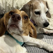 For Website Paws4Christ (15)_edited_edited.jpg