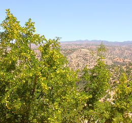 arganier dans l'atlas marocain