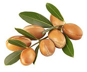 fruit arganier