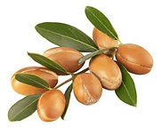 fruit arganier