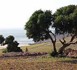 arganier-région d'Essaouira