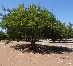 arganier-maroc