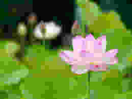 images.jpeg
