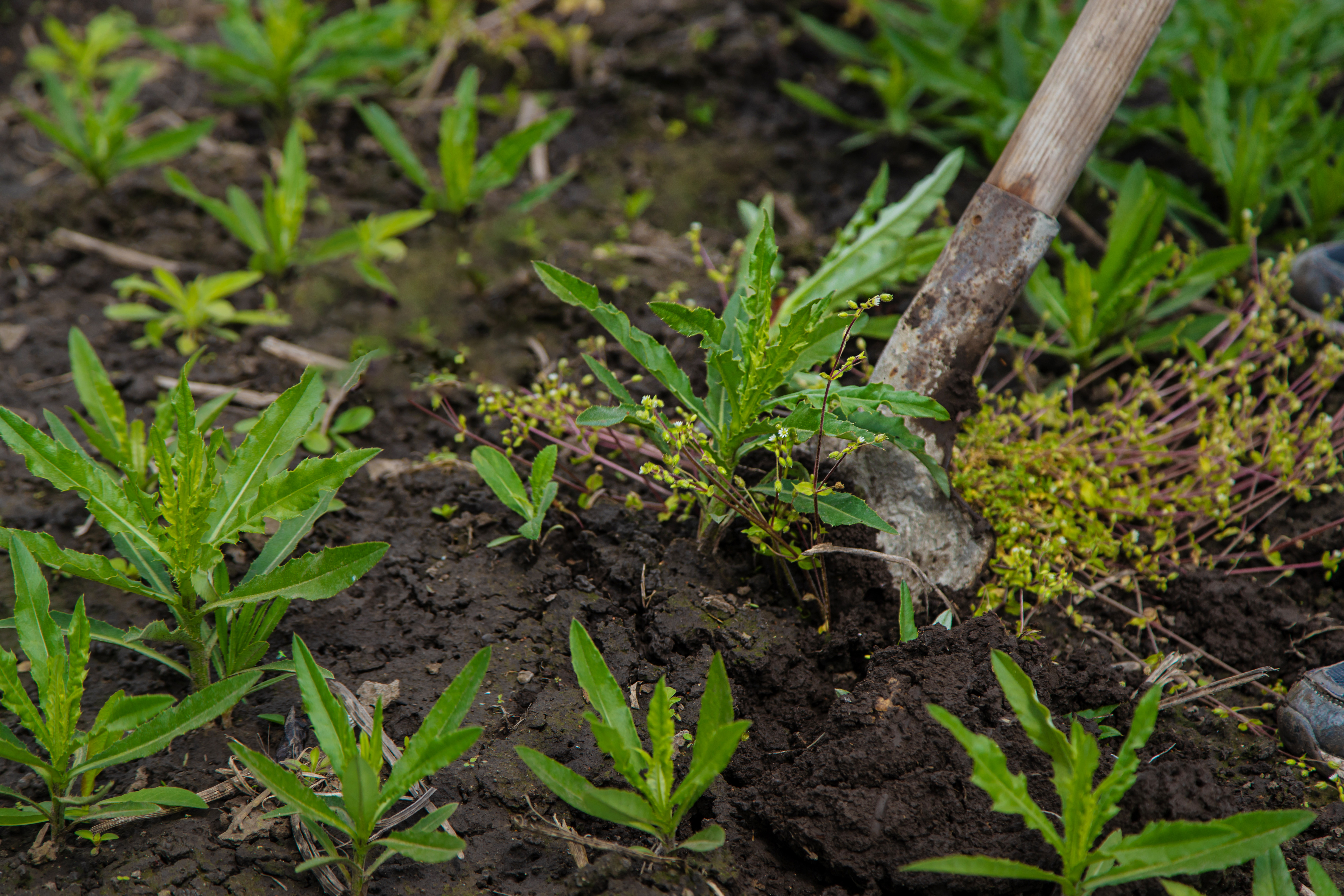 digging-up-the-weed-sow-thistle-in-the-garden-sel-2024-12-19-13-48-32-utc.JPG