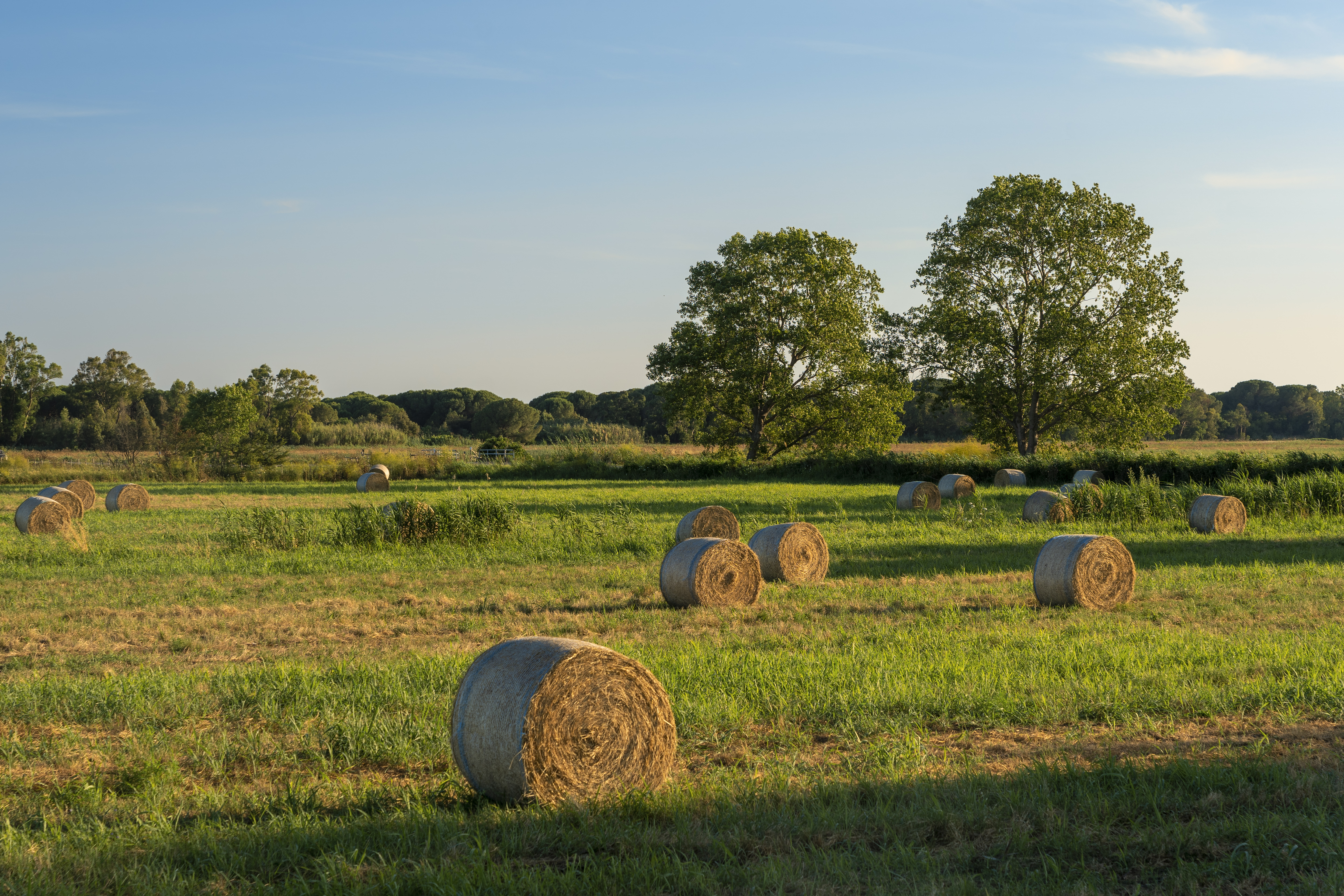 rural-landscape-near-capalbio-in-maremma-tuscany-2025-01-07-06-08-15-utc.jpg