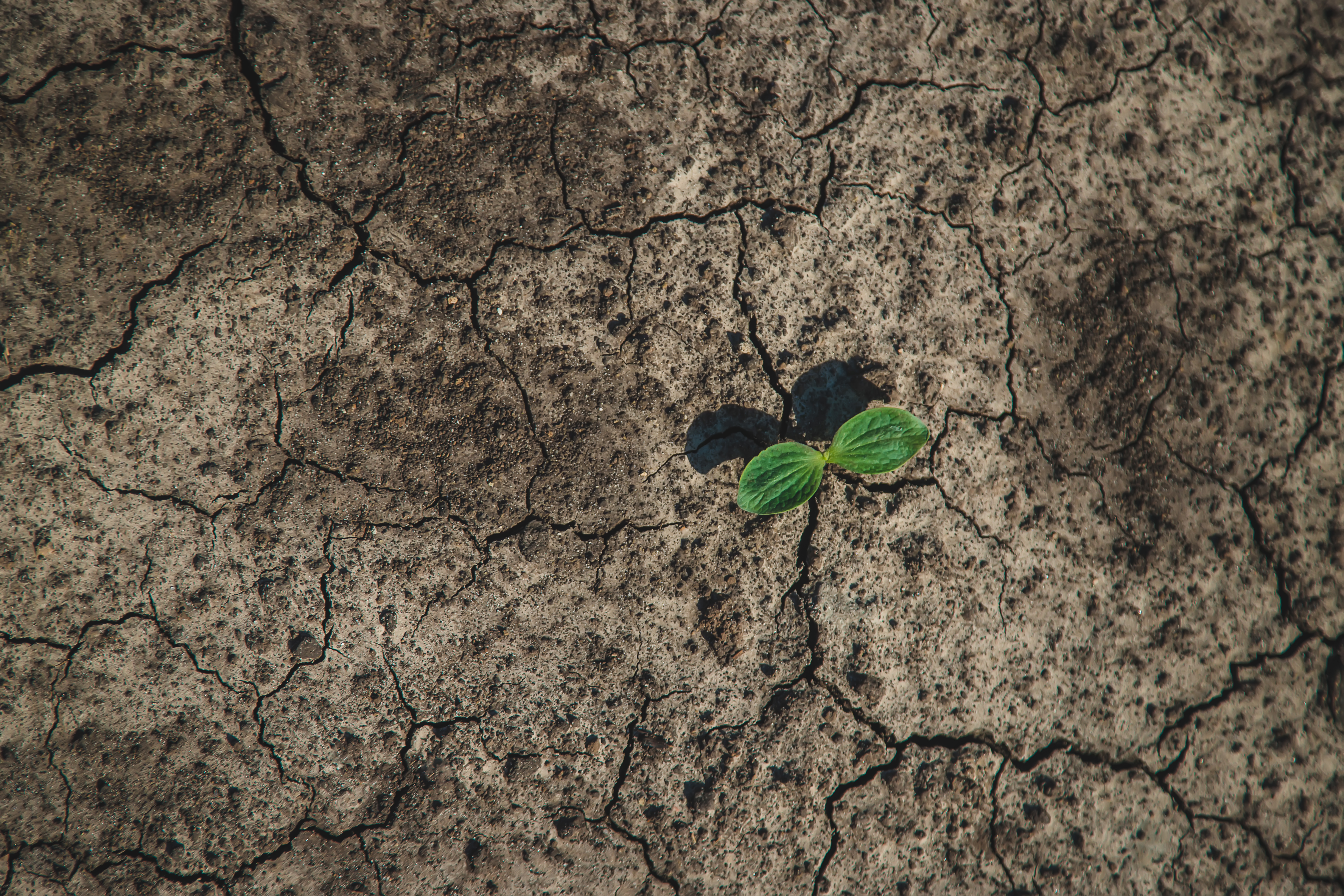 a-sprout-grows-in-dry-soil-selective-focus-2024-12-19-13-47-33-utc.JPG