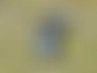 El Ejército Argentino incorporará helicópteros Black Hawk