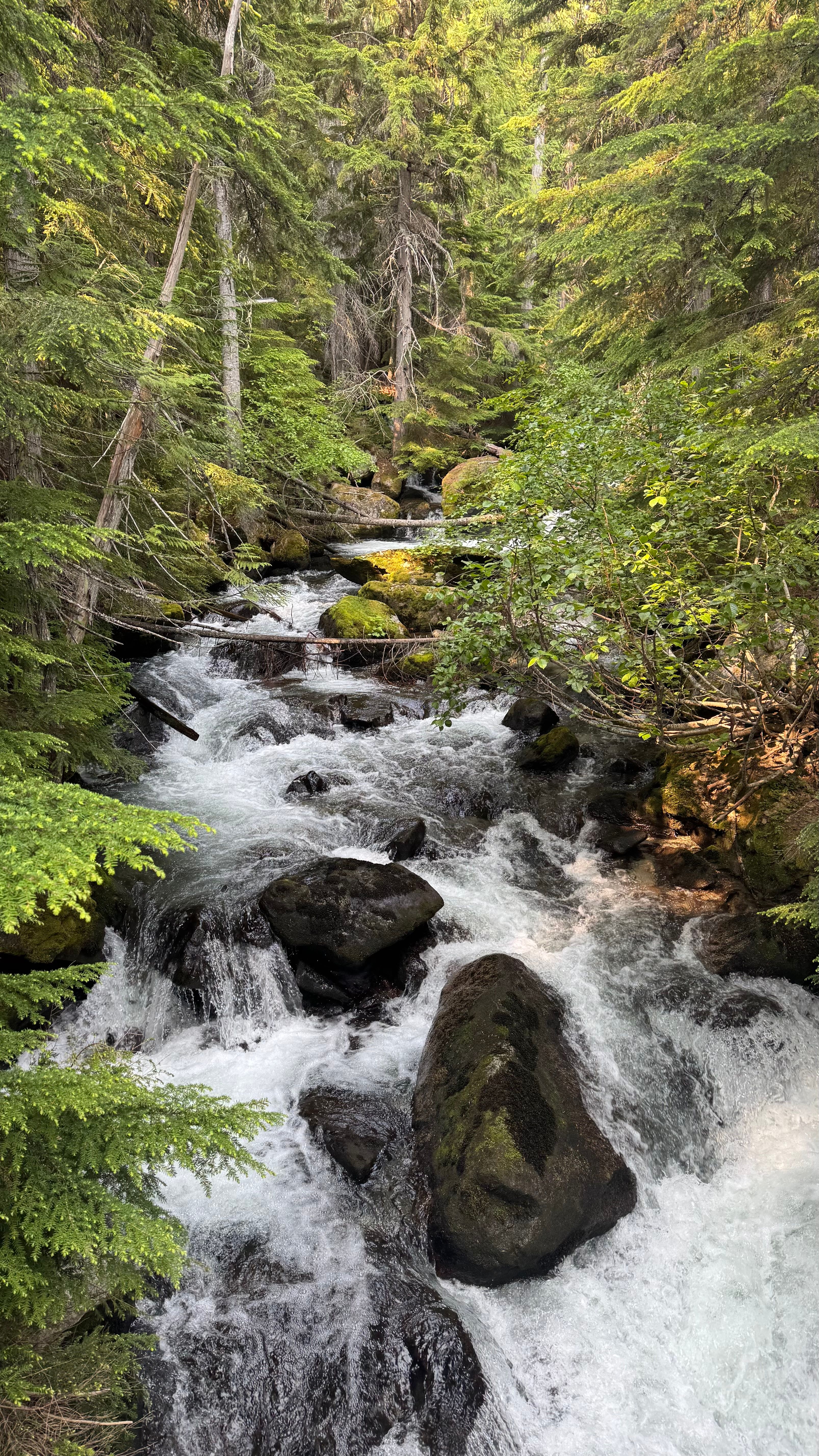 A mountain stream flowing through a bright green evergreen forest
